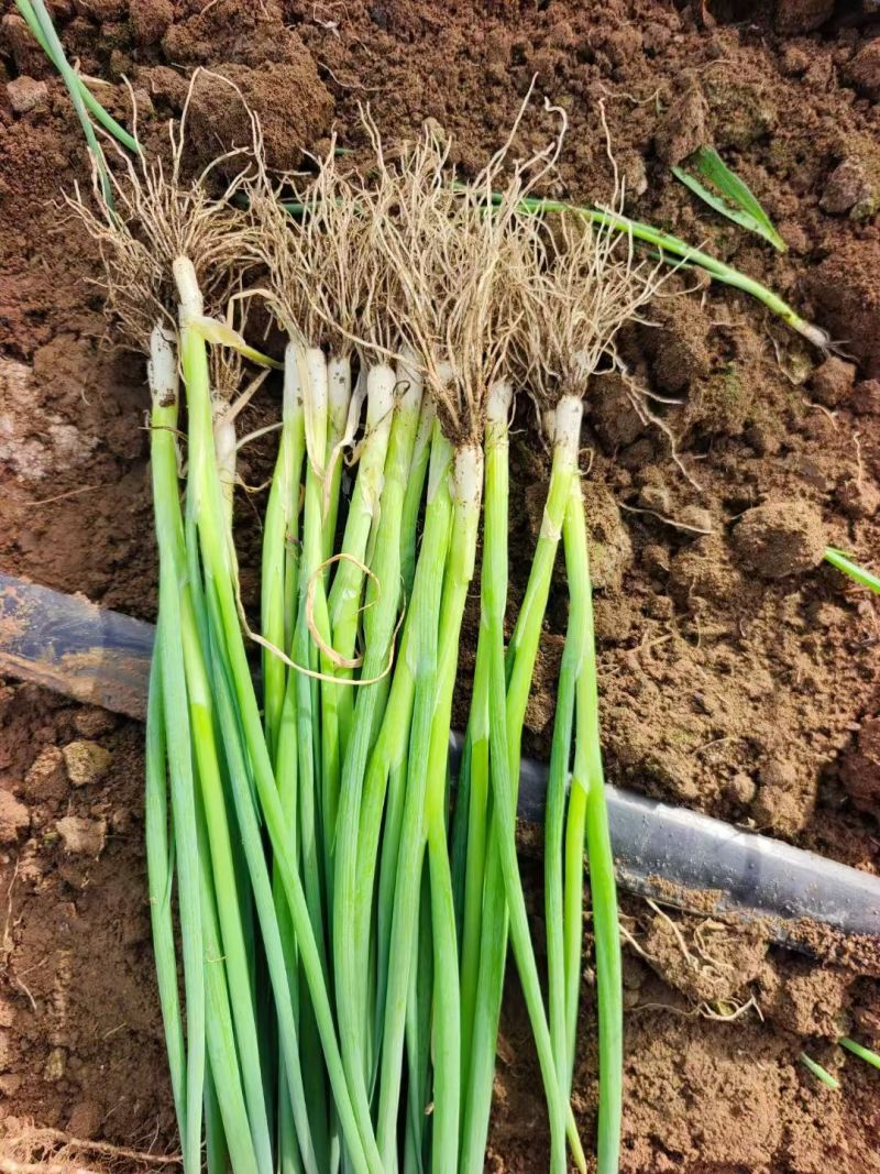 山东铁杆葱苗钢葱苗香葱苗大量现货供应免费提供种植技术