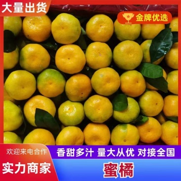 蜜桔特早蜜桔早中晚熟蜜桔原产地直采供应全国批发市场
