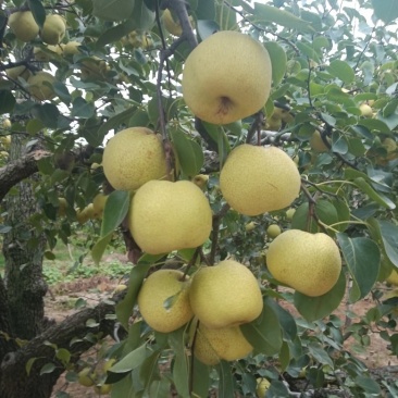 砀山梨口感甜，含糖量，无渣，百年大树，一手货源，全国代发