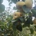 砀山梨口感甜，含糖量，无渣，百年大树，一手货源，全国代发