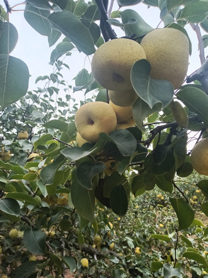 砀山梨口感甜，含糖量，无渣，百年大树，一手货源，全国代发