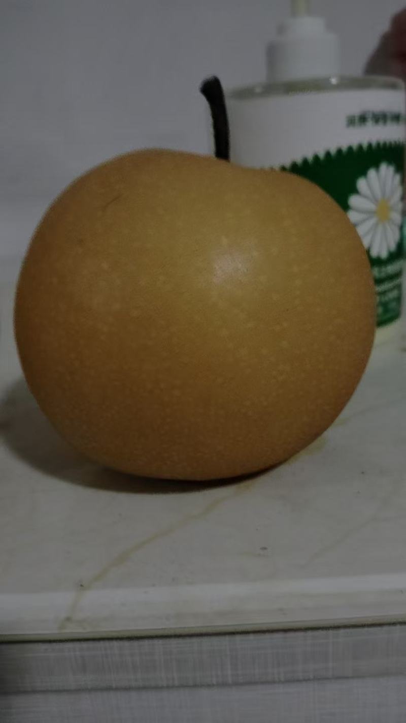 秋月梨新品上市，货源充足，诚邀老板看货订购