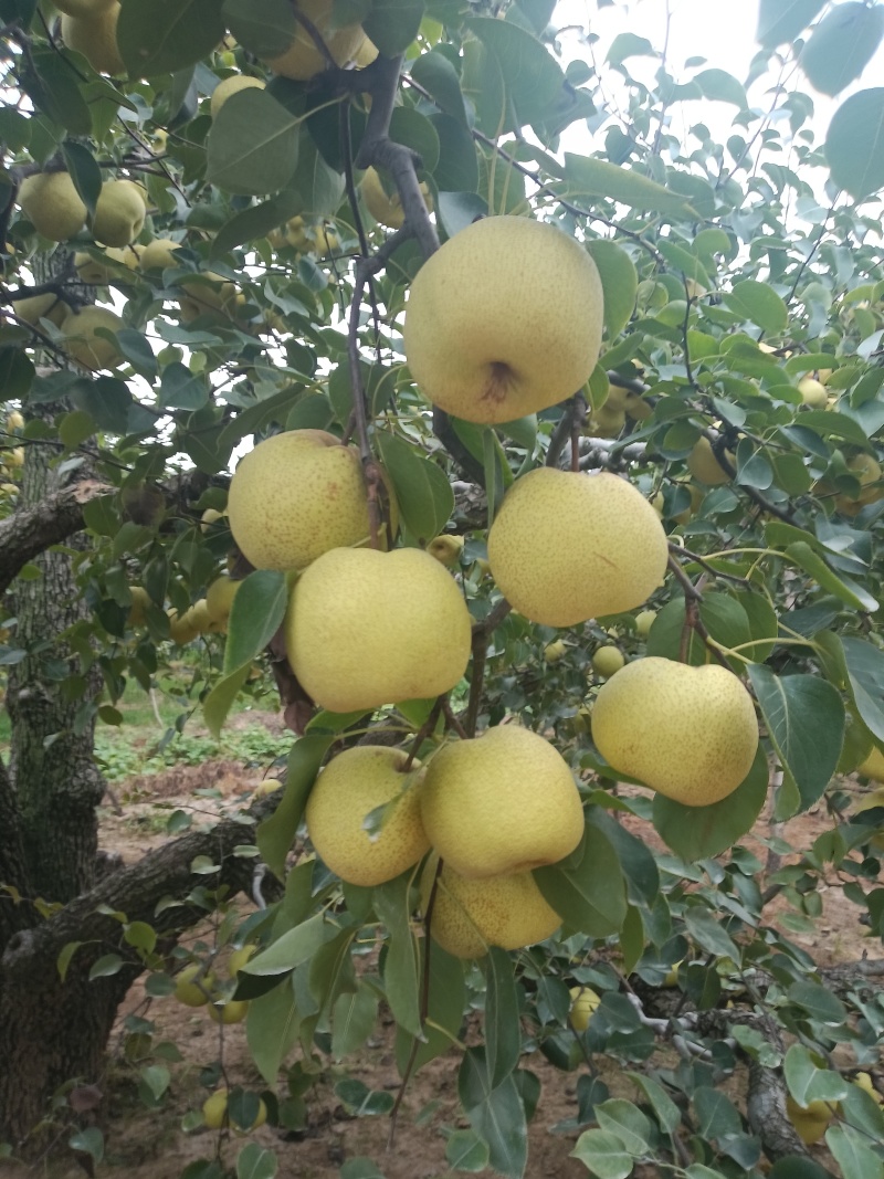 砀山梨口感甜，含糖量，无渣，百年大树，一手货源，全国代发