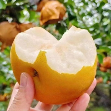秋月梨***********