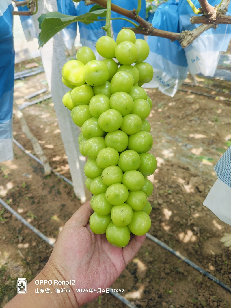 山东精品阳光玫瑰颗粒饱满口感超甜田间地头现摘现发对接全国