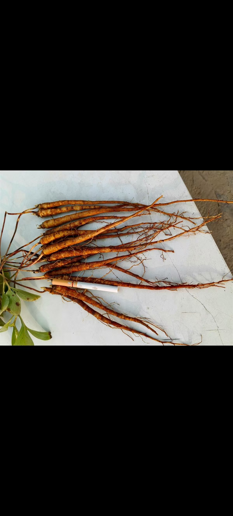 赤芍苗现货，需要的老板们可以联系