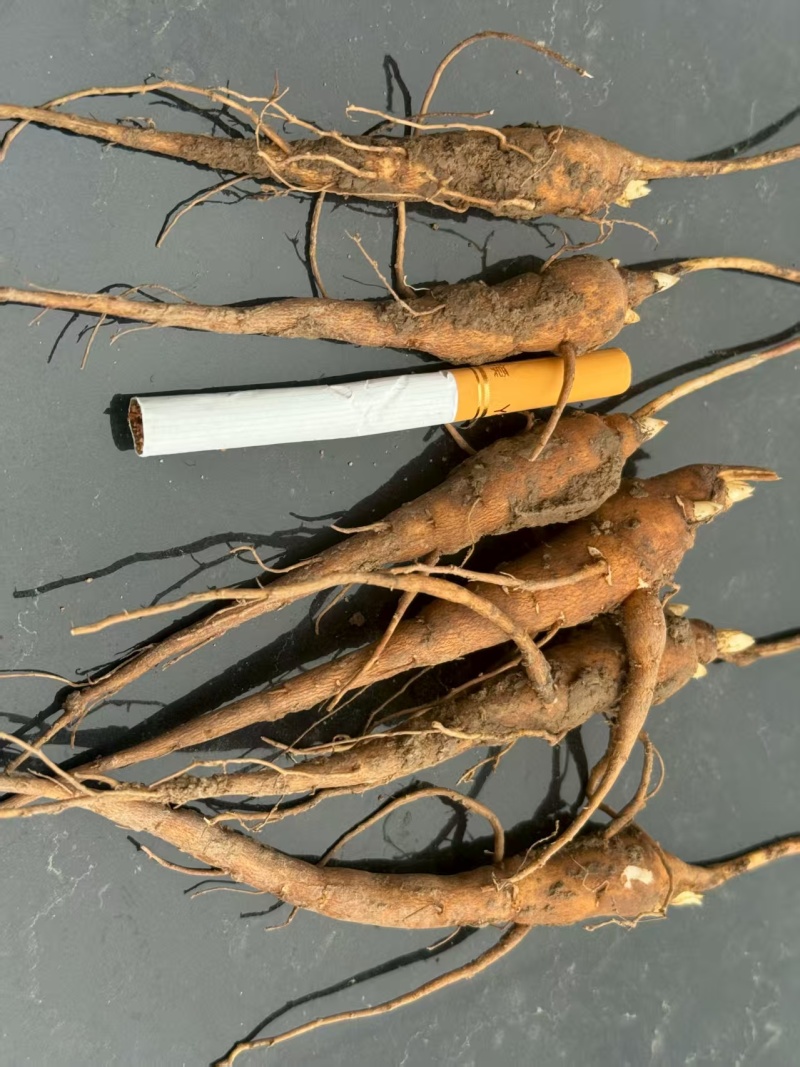 赤芍苗现货，需要的老板们可以联系