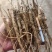 赤芍苗现货，需要的老板们可以联系
