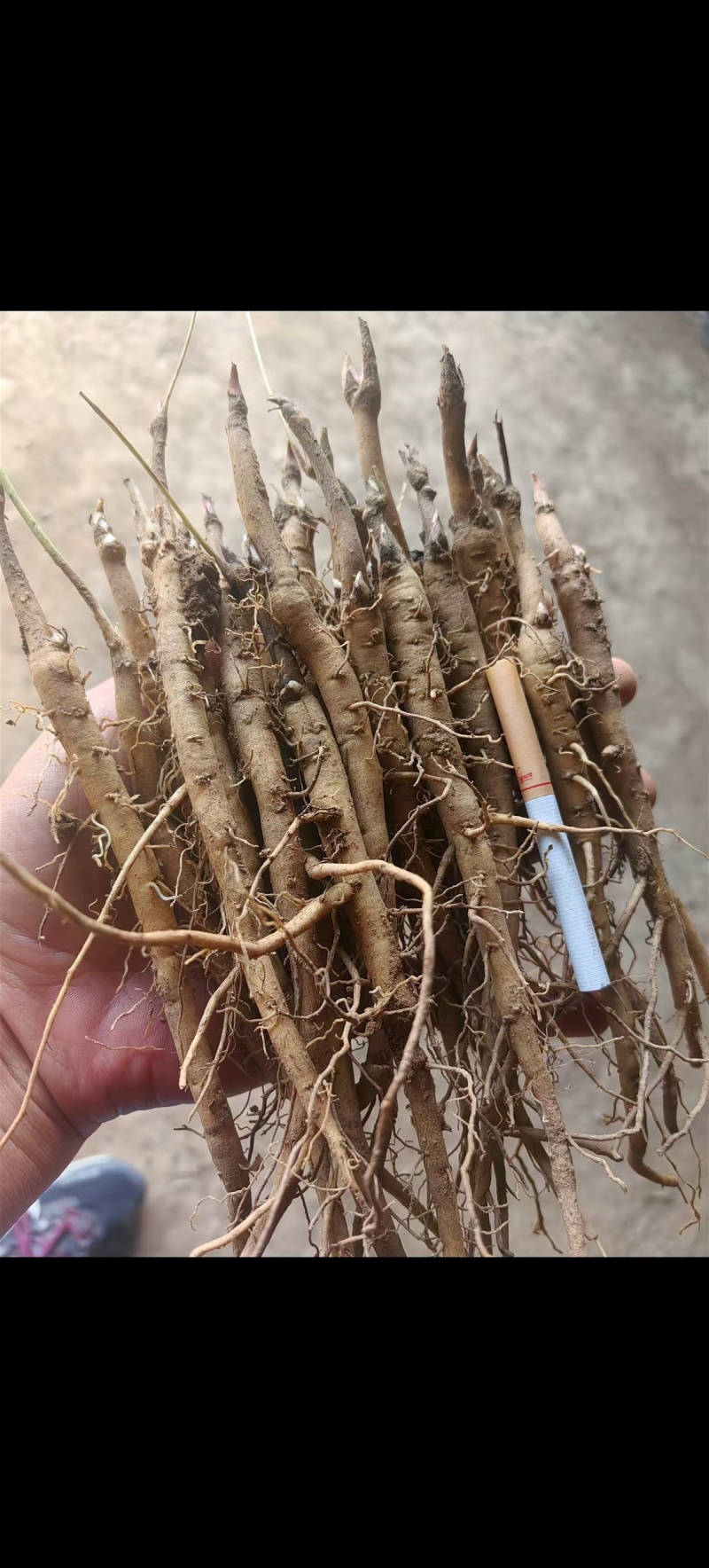 赤芍苗现货，需要的老板们可以联系