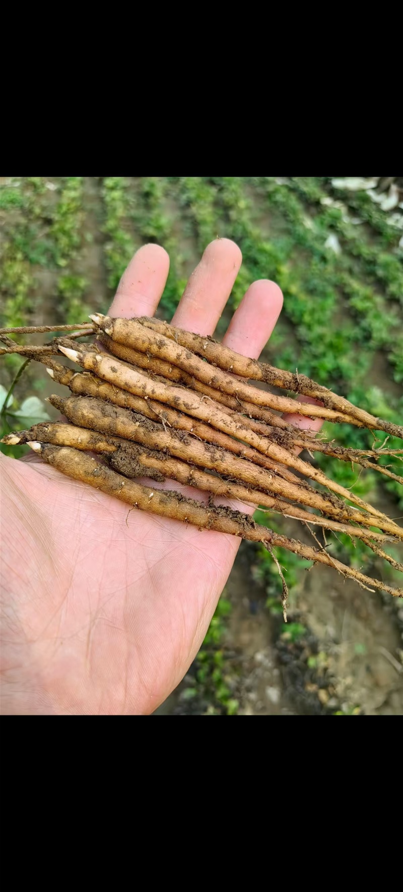 赤芍苗现货，需要的老板们可以联系