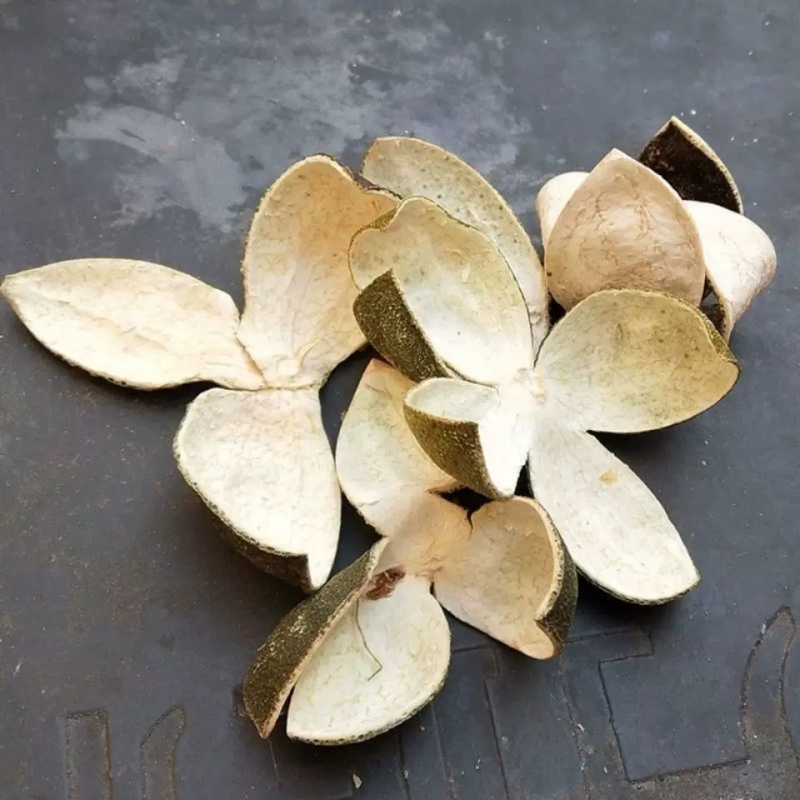 青皮中药材