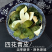 青皮中药材