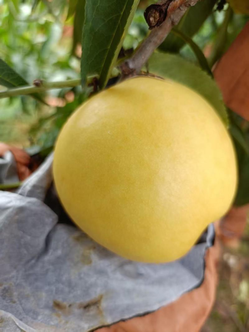 中油21