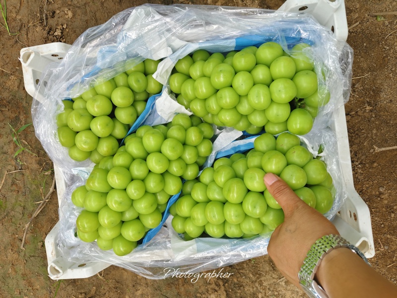 精品货大量有