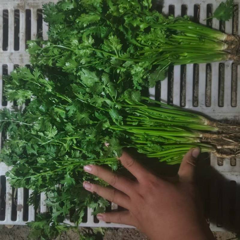正品保障香菜现货秒发欢迎联系