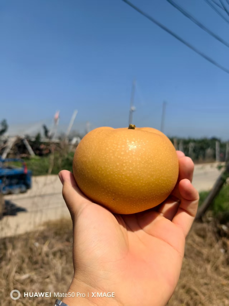 莱西秋月梨
