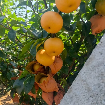 莱西秋月梨