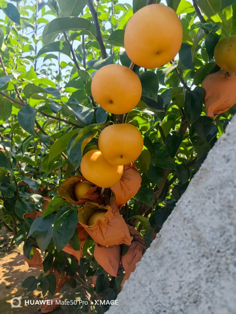 莱西秋月梨