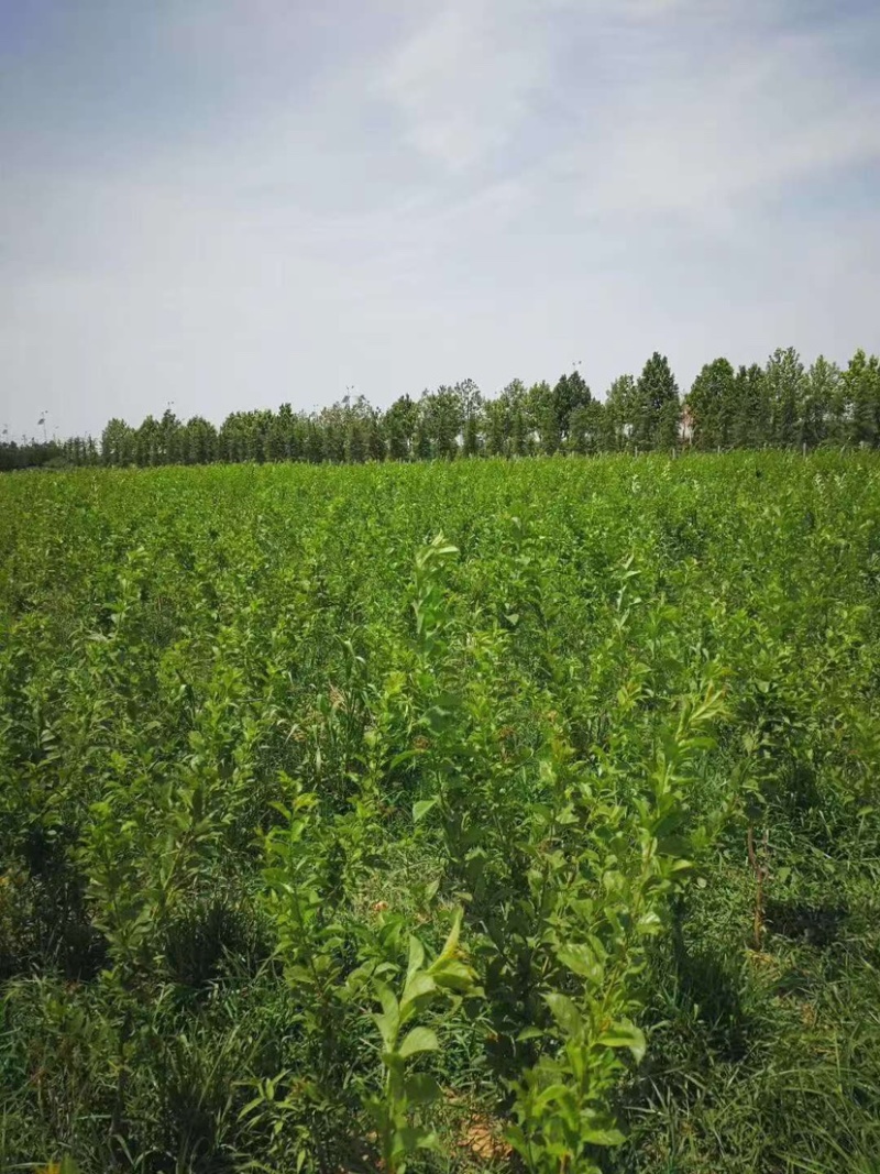 美国杏李味帝树苗