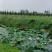 秋月梨/脆冠梨