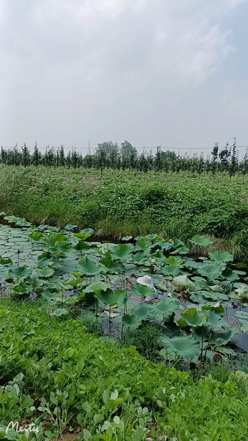秋月梨/脆冠梨