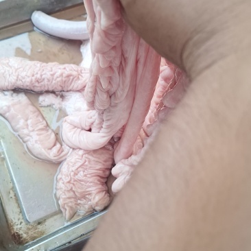 猪大肠不打水干货，每天现杀新鲜货。