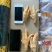 虎皮凤爪炸凤爪半成品大号中号出成高品质好