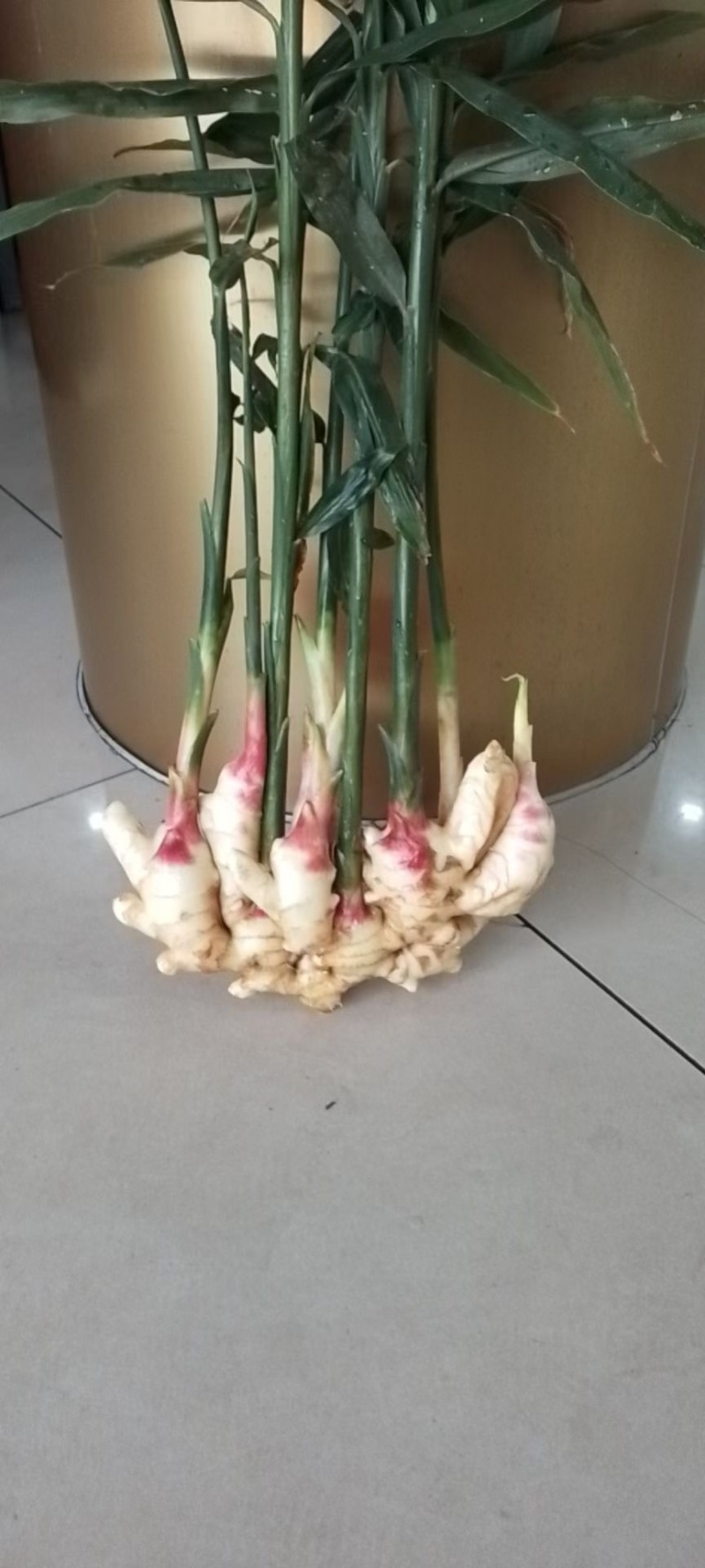 辽宁绥中万亩大姜大量上市了看看好不好