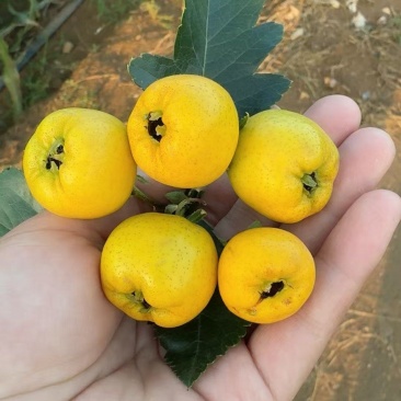 黄山楂！甜度好