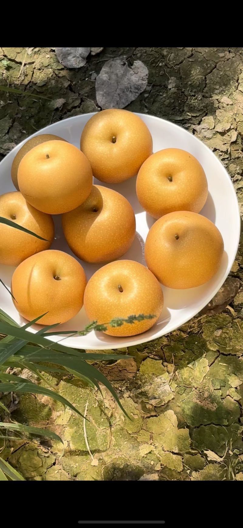 秋月梨