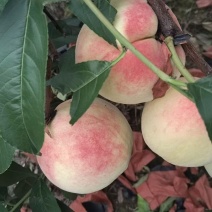 寒露蜜