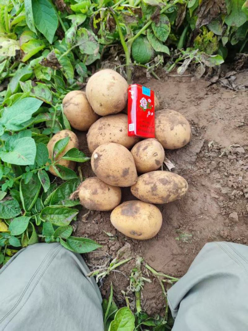 甘肃沙地土豆硬三两上量大优惠