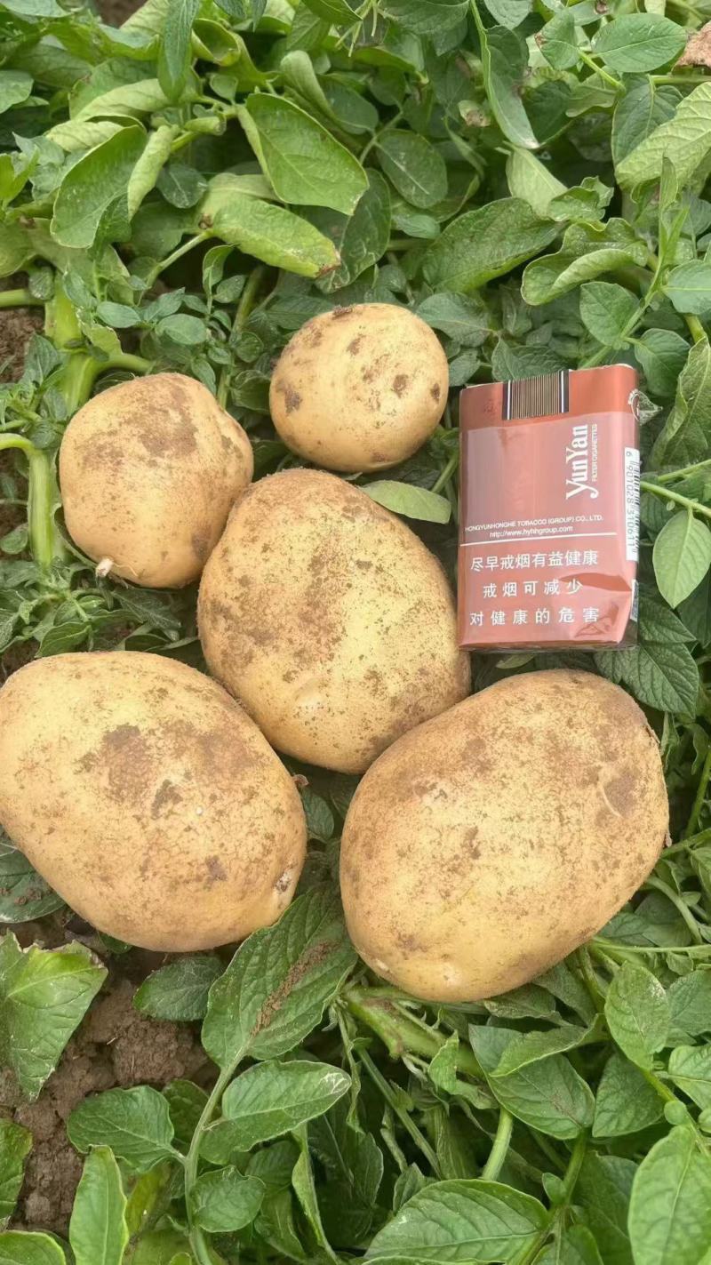 甘肃沙地土豆硬三两上量大优惠