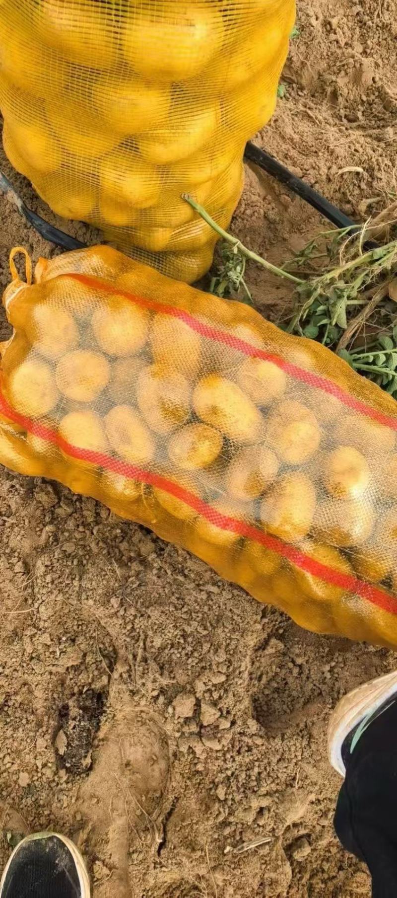 甘肃沙地土豆硬三两上量大优惠