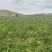 甘肃沙地土豆硬三两上量大优惠