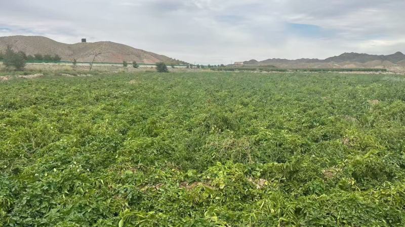 甘肃沙地土豆硬三两上量大优惠