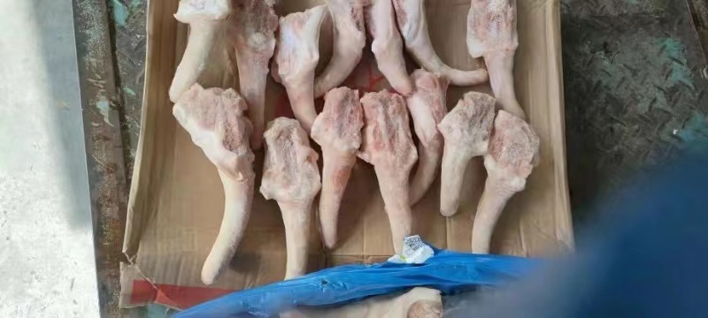 带根猪尾