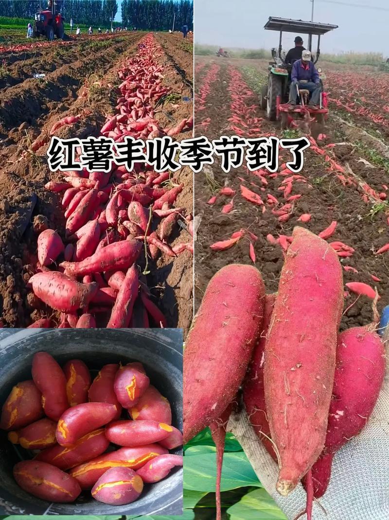 山东烟薯25和哈密地瓜
