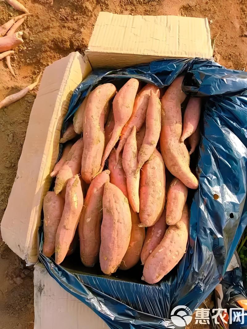 山东烟薯25和哈密地瓜