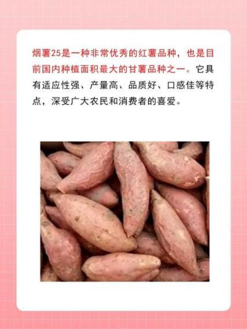 山东烟薯25和哈密地瓜