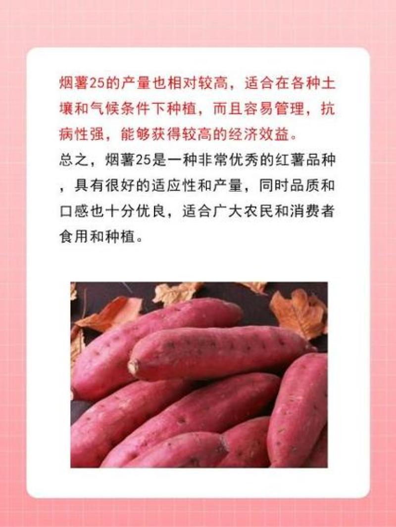 山东烟薯25和哈密地瓜