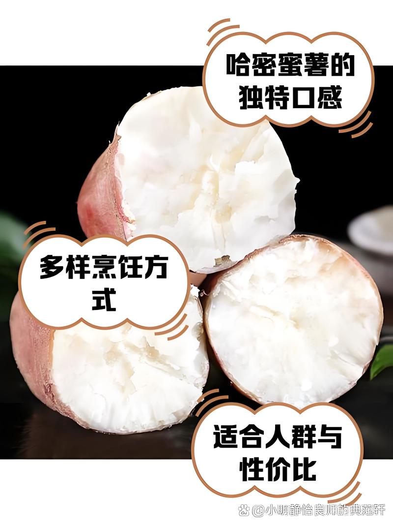山东烟薯25和哈密地瓜