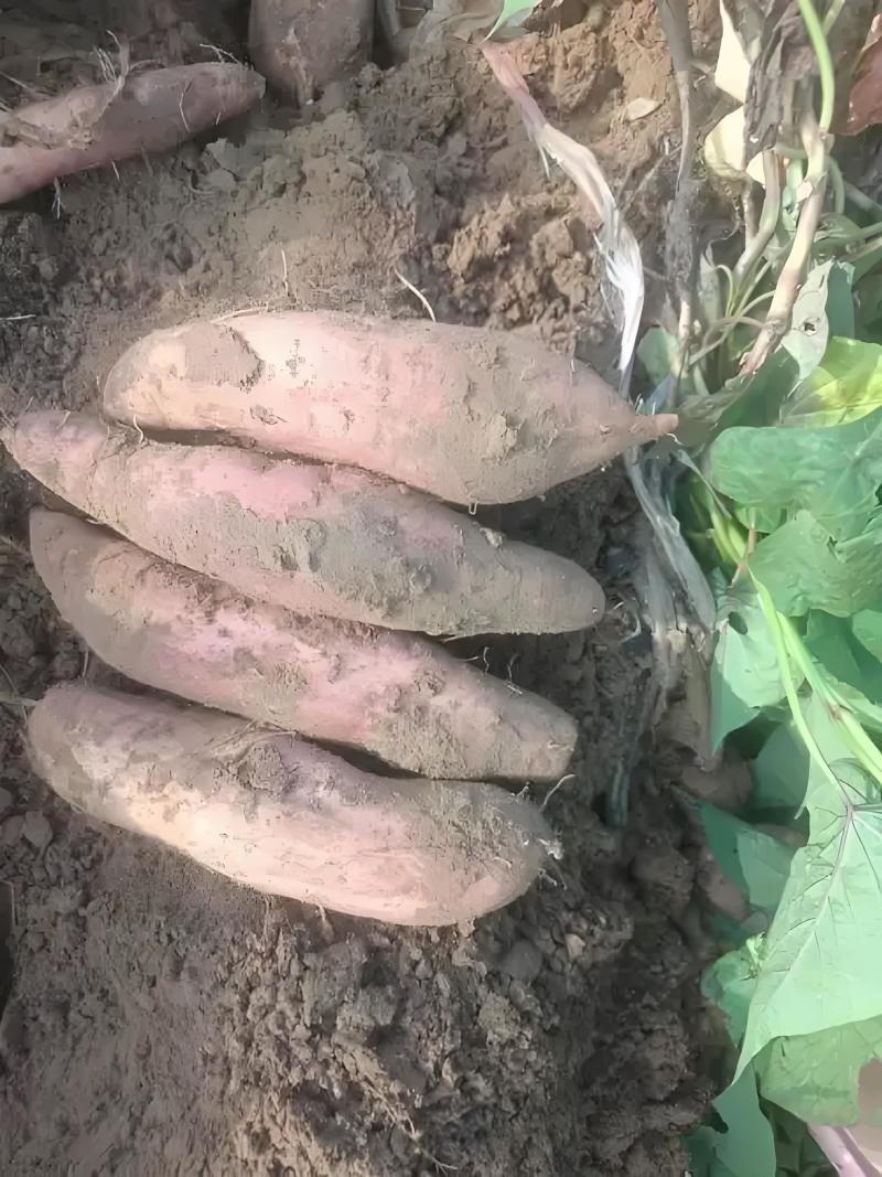 山东烟薯25和哈密地瓜