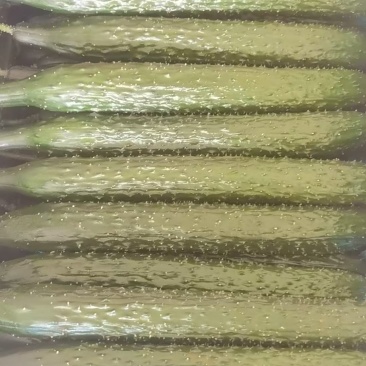 莘县黑油亮清瓜
