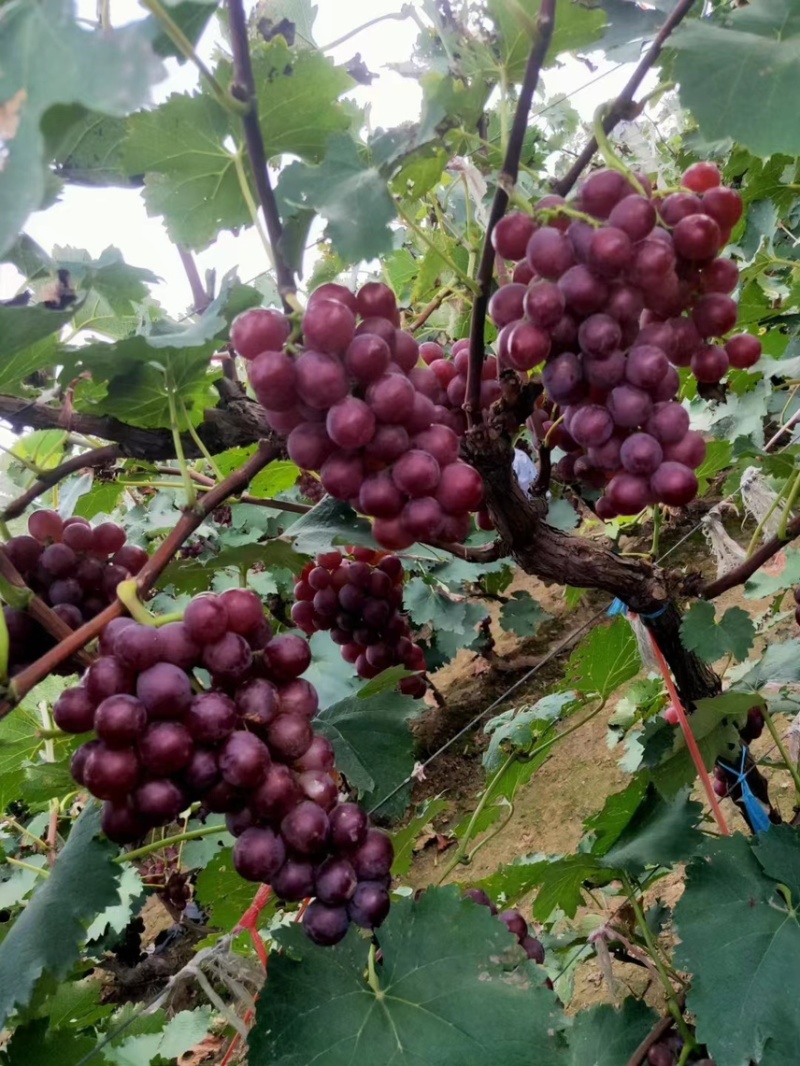 巨峰葡萄