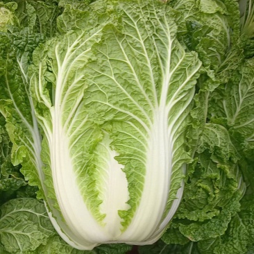 黄心白菜陕西白菜规格齐全产地大量现货供应。视频看货发全国