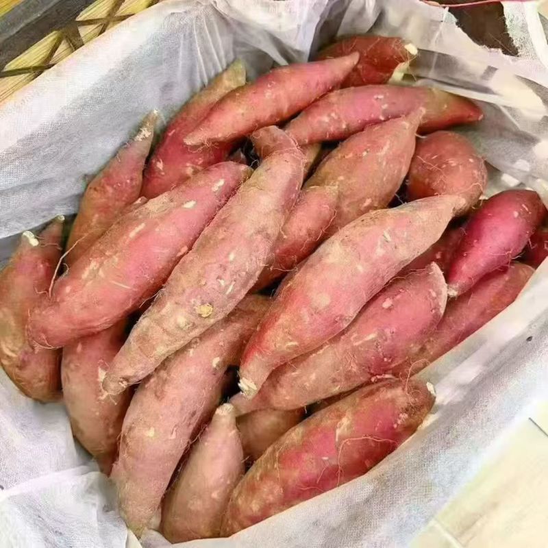 云南榴莲蜜薯（鸣门金石）上架冰糖的甜可蒸可煮可烤