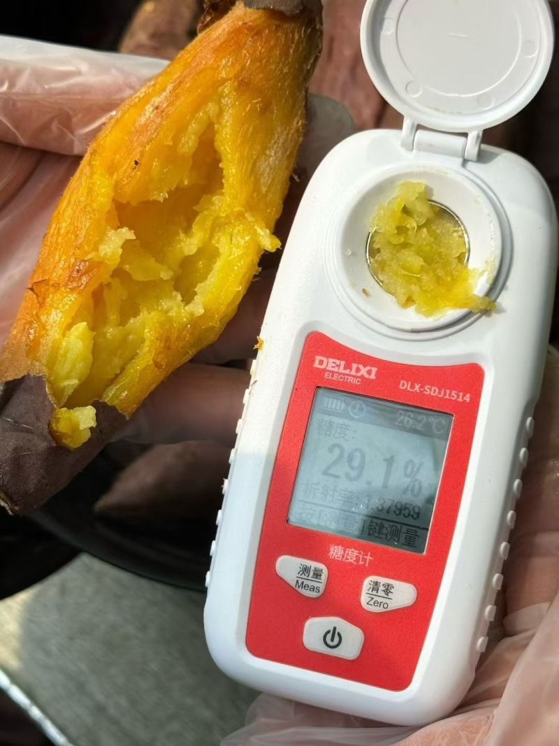 云南榴莲蜜薯（鸣门金石）上架冰糖的甜可蒸可煮可烤