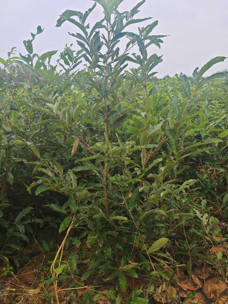 栓皮栎杯苗二年苗