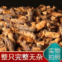蝼蛄中药材土狗正品保证纯野生批发零售规格齐全
